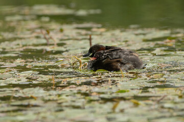 Little Grebe with Chick