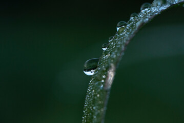 Cesped