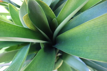 Fototapeta na wymiar Zielone liście rośliny