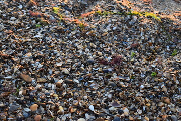 close up of sea shells