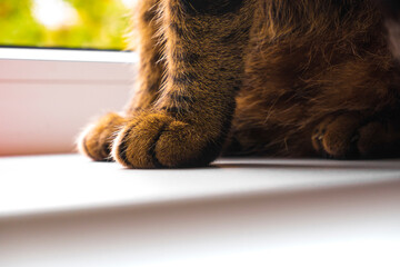 Paws of a red cat that sits on the windowsill close-up. Pet cat.