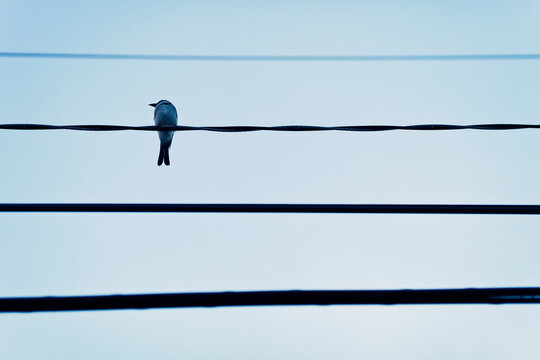 Minimal image of a bird sitting on a power line