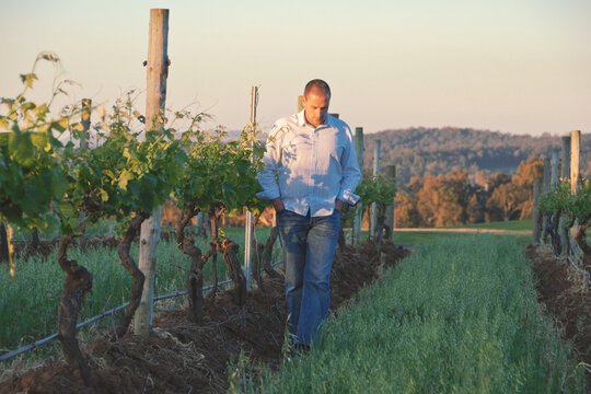 man walking between grape vines