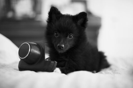 Pomeranian puppy dog playing with vintage leather camera bag and looking straight at the camera