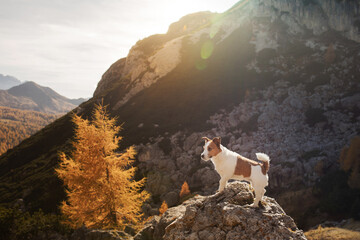 dog in the mountains. Jack Russell Terrier on peak of rocks at sunset. . Hiking with a pet
