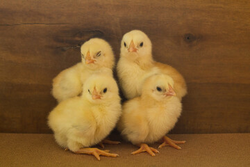 Baby chicken on a wooden background