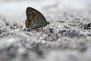 butterfly on the ground