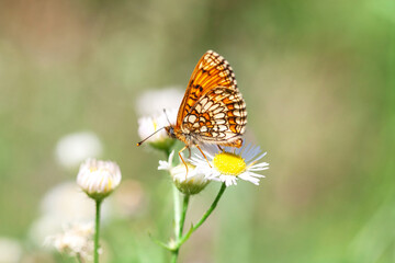 Fototapeta na wymiar Heath fritillary butterfly on daisy fleabane wildflower in summer fields, selective focus