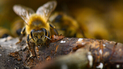 Honeybee