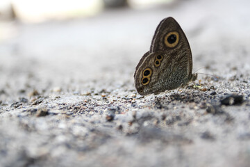 butterfly on the ground