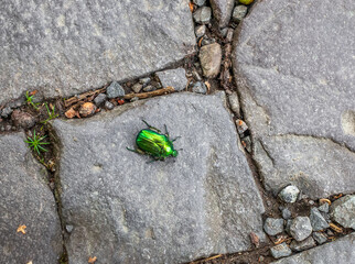 Green rose chafer beetle crawling along cobbled road
