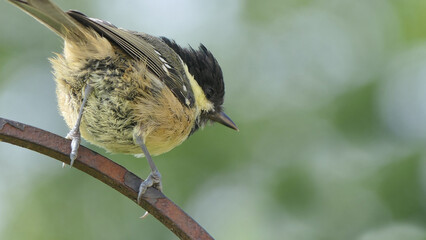 Coal Tit sitting on a gate in a wood UK