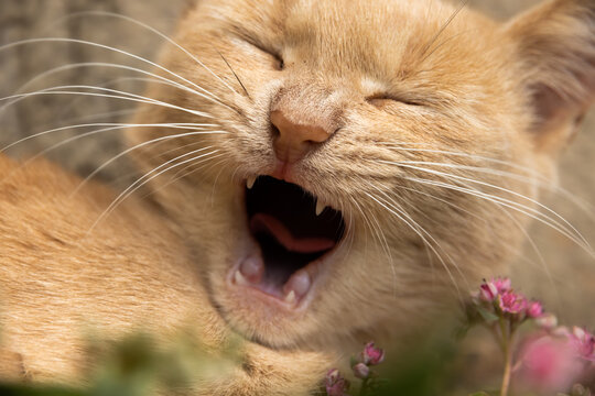 Kitten yawns near plants funny cozy pet photo