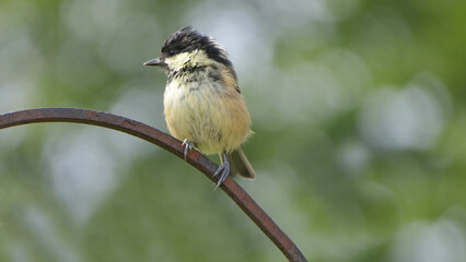 Coal Tit sitting on a gate in a wood UK
