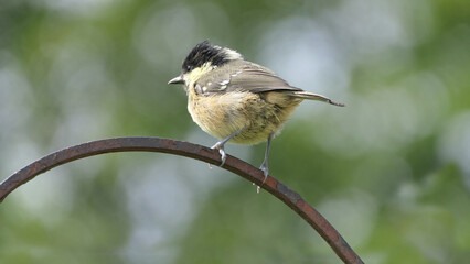 Coal Tit sitting on a gate in a wood UK