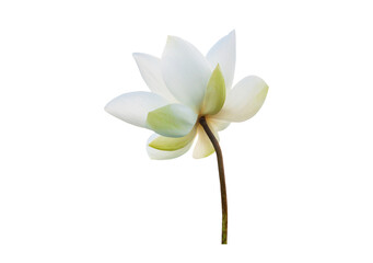 White Lotus flower isolated on white background. File contains with clipping path so easy to work.