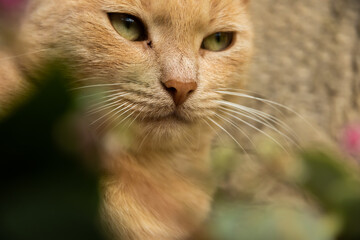 Obraz premium Portrait of a domestic rural kitten on a plain background, not the easiest life