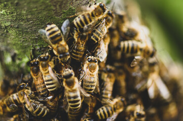 Portret pszczoły miodnej