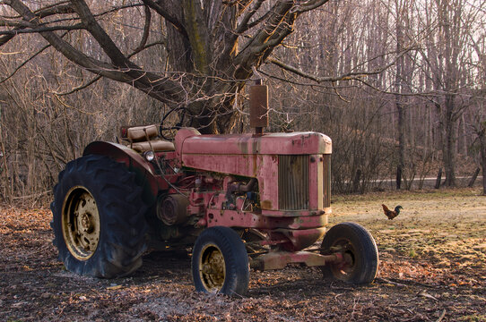 Fototapeta red tractor parked under a tree with a chicken