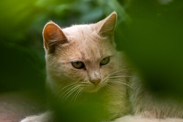 The kitten looks out from behind the leaves, found a peaceful and cozy place in the backyard