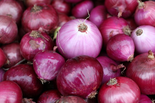 Purple Onions From A Garden