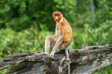 Portrait of a wild Proboscis monkey or Nasalis larvatus, in the rainforest of island Borneo, Malaysia, close up