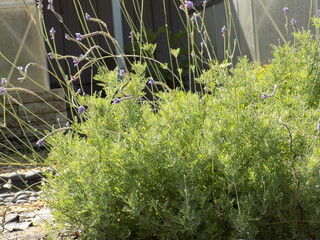 grass in the garden