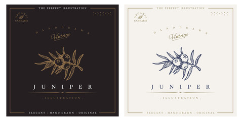 Juniper vintage logo engraving illustration - obrazy, fototapety, plakaty