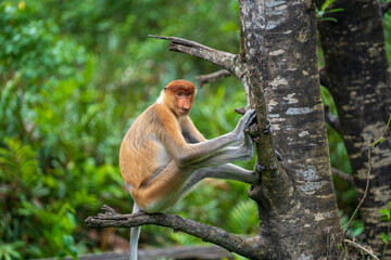Portrait of a wild Proboscis monkey or Nasalis larvatus, in the rainforest of island Borneo, Malaysia, close up