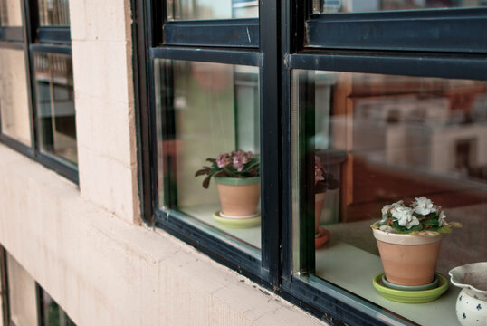 violets in window