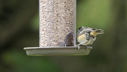 Coal Tit feeding from a Tube Feeder on bird table