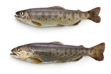 yamame, trout of Japan, landlocked cherry salmon