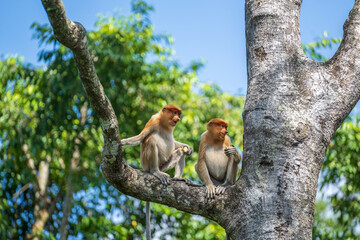 Portrait of a wild Proboscis monkey or Nasalis larvatus, in the rainforest of island Borneo, Malaysia, close up