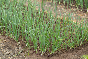 A bed with green onions in the garden.