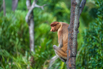 Portrait of a wild Proboscis monkey or Nasalis larvatus, in the rainforest of island Borneo, Malaysia, close up