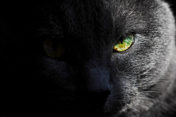Look of gray cat with yellow eye