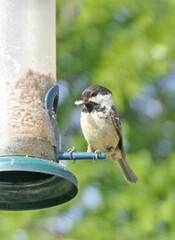 Coal Tit feeding from a Tube Feeder on bird table