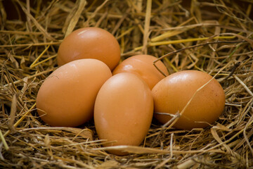 Chicken eggs in the nest on the straw nest background