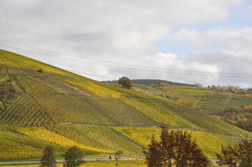 Fototapeta premium vineyards