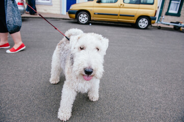 Dog on a leash