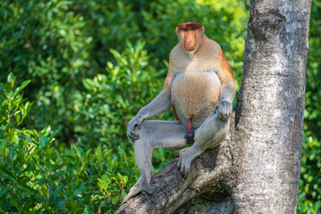 Fototapeta premium Portrait of a wild Proboscis monkey or Nasalis larvatus, in the rainforest of island Borneo, Malaysia, close up