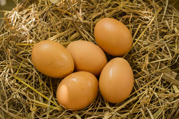 Eggs in the nest