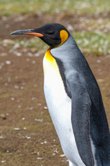 Profile of a King Penguin at Volunteer Point, Falkland Islands