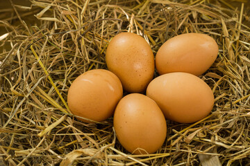 Chicken eggs in the nest on the straw nest background