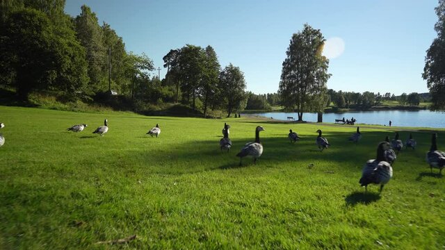  A flock of geeses. shot with a gimal to smooth action out. Oslo, Norway.