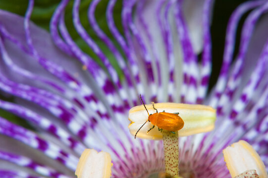Tiny orange insect on Passion flower anther