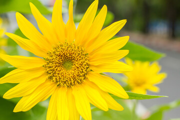 Yellow sunflower on a green background