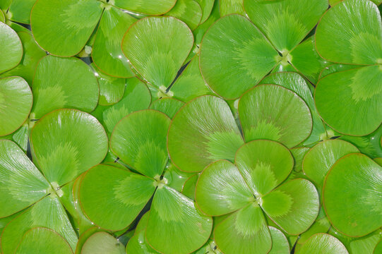 Aquatic Four-Leaf Clover floating on water's surface