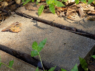 Leaves on Stone