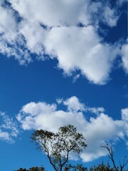 lonely tree in the field,  landscape  cloudscape 
